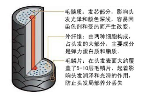 头发知识-什么是头发